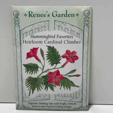 Cardinal Climber Flower Seeds, 1800's Heirloom